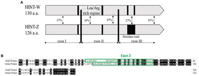 Fast, accurate, and cost-effective poultry sex genotyping using real-time polymerase chain reaction